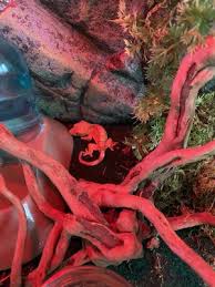 There's something fishy if the kraken take the leafs'. Something Fishy Pets 17 Photos 16 Reviews Pet Stores 29 Towne Centre Ln Fox Lake Il United States Phone Number