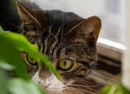 Can cats also eat oatmeal? Why Do Cats Eat Bugs Can Bugs Make Cats Sick Petmd
