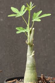 Image result for Adenia