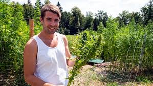 Cannabidiol (cbd) is a phytocannabinoid discovered in 1940. Legaler Cbd Hanfanbau In Franken Cbd Cannabis Ist Wie Die Alkoholfreie Variante Leben Themen Puls