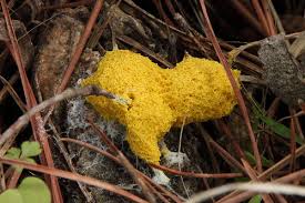 A large colony of mold often shows actual fungi head growths, which look like tiny mushrooms. Dog Vomit Slime Mold Ewa Guide To The Fungi Lichens And Slime Molds Of The Fells Us Inaturalist