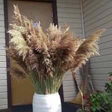 Extra Large Dry Reeds Plumes Long Cane Plume Pampas Grass Beach Theme Style Wedding Decor Flower Ar Plant Decor Dried Flower Arrangements Pampas Grass Decor