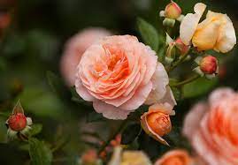 Grown one flower to a long stem, they are supported by long, straight and upright stems. Hybrid Tea Rose Plant Britannica