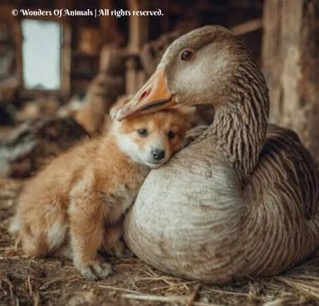 Heartwarming scene of a goose keeping a puppy warm with its wings after it  is abandoned on the street Real love and friendship know no boundaries and  for this compassionate goose, it