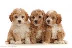 Cavapoochon puppy for sale | Bluegrass Puppies