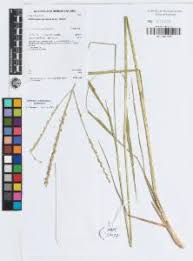 Image result for Alloteropsis semialata