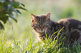 Information and translations of feral cat in the most comprehensive dictionary definitions resource on the web. Beyond Birds Cats Also Kill Reptiles