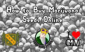 And if you're looking for seed banks that ship to the usa, we do that too! How To Buy Marijuana Seeds Online The Ultimate Guide And The Top 3 Seed Banks That Ship To Usa Sf Weekly