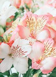 For more information about lilies, including safer alternative flowers for homes. Are Alstroemeria Flowers Poisonous To Cats Bloom Wild