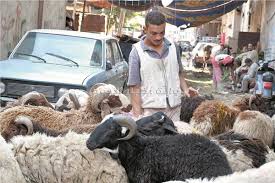 عيد الأضحى 25 نصيحة للشراء والذبح بوابة أخبار اليوم الإلكترونية
