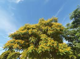 Image result for Tipuana