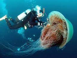 Lions Main Jellyfish Lion S Mane Jellyfish Lion Mane Giant Jellyfish