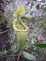 Image result for Nesaea spathulata