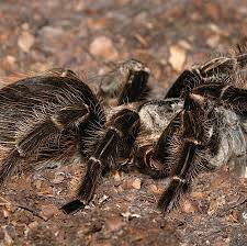 Tarantula And Scorpions For Sale Archives Voracious Reptile Tarantula Cool Insects Tarantulas For Sale