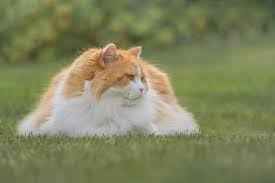 My Cats Fur Looks Scruffy How To Make My Cat S Coat Shiny Healthy Pet Systems By Dog Food Judge Mirko Nuli Cat Breeds Pets Cats Pets