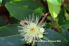 Image result for Syzygium niassense