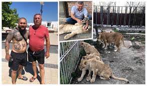 Acesta a spus că leul ar fi fost machiat ca să pară că are răni. El Este StÄƒpanul Leului Din Clipul Lui Dani Mocanu Are O IntreagÄƒ Menajerie Iar In UrmÄƒ Cu 5 Ani Unul Dintre Leii SÄƒi A SfaÈ™iat O Femeie