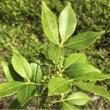 Image result for Toddalia simplicifolia