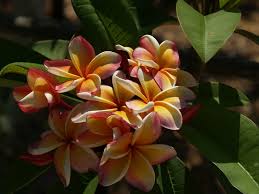 I've never smelt one in person. Best Fertilizer Frangipani Cromalinsupport