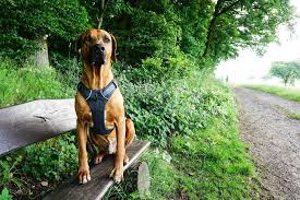 Ruffwear is proud to be part of the effort to protect wild spaces for hiking boots and dog boots alike. Personlich Getestet Das Front Range Dog Harness Von Ruffwear Hundereisenmehr