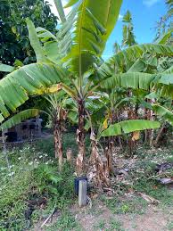 Grand Nain Musa Banana Fruit Tree