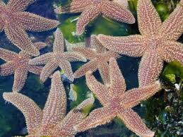 Kết quả hình ảnh cho sao bieenr