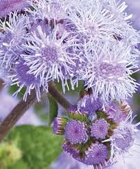 Image result for Ageratum