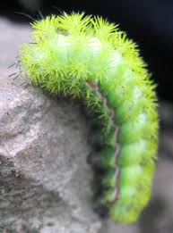 Black And Yellow Striped Caterpillar Poisonous Io Caterpillar This Evil Little Creature Will Set Your Hand On Fire With Its Venom And Then You Will Scream And Cry Io Moth Moth Caterpillar Fuzzy Caterpillar