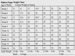 Shihtzu Weight Chart Goldenacresdogs Com