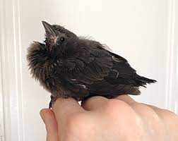 Finestre I Found A Baby Blackbird How To Hand Feed A Wild Baby Bird