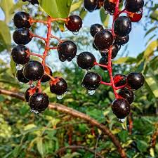 Image result for Prunus serotina