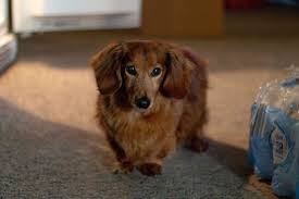 My Rusty 15 Year Old Red Long Haired Dachshund My Love My Light Dachshund Long Haired Dachshund Dachshund Breed