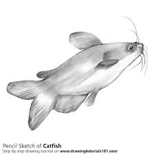 We did not find results for: Catfish Pencil Drawing Bestpencildrawing