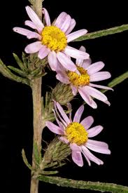 Image result for Athrixia