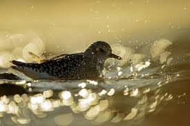 Birds That Start With U In Spanish Grey Plover Bath During Autumn Migration On The Northern Spanish Coasts Bird Photo Wildlife Photography Beautiful Birds
