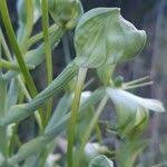 Image result for Bonatea steudneri