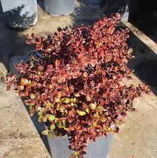 Image result for Tacazzea rosmarinifolia