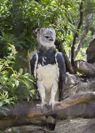 What is a 2020 silver eagle worth? 36 Harpy Eagle Facts World S Most Powerful Eagle Harpia Harpyja Storyteller Travel