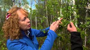 Видео relax with suzanne asmr канала relaxwith suzanne. Suzanne Nature Viorne A Feuilles D Aulne Et L Amelanchier Youtube