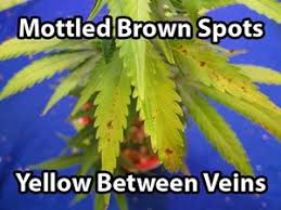 Sometimes called yellow leaf spot or leaf septoria, this condition is caused by a fungus (or sometimes a bacteria) that attacks cannabis plants and usually appears in warm, wet weather. Cannabis Doctor Quickly Diagnose Your Cannabis Growing Exposed