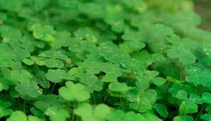 Shamrock Plant Care Year Round Tips Shamrock Plant Plant Care Clover Plant