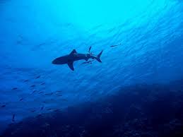 Haai Geweldig Barriererif Onderwater Rif Zee Vis Tropisch Marinier Scuba Australie Duiken Pikist