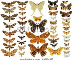 Moths don't 'like' light at all. Silk Moth Stock Photos Images Pictures Moth Illustration Butterfly Species Butterfly