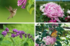 Plants That Attract Butterflies And Hummingbirds Plants That Attract Butterflies Hummingbird Plants Butterfly Plants