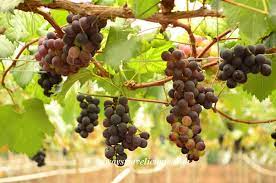 Cameron highlands, farms, article by lem hongjian. Kwang S Grape Tomato Farm Cameron Highlands Malaysia Always Travelicious