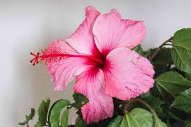 While some gardeners choose not to prune their hibiscus plants, so that they can bloom more consistently, regular pruning will prevent your plant from becoming leggy or overgrown. Growing Tropical Hibiscus Inside
