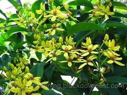 Image result for Tristellateia