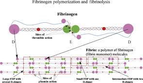 Tubes with orange or gray/yellow tops are used to test serum that is needed right away. D Dimer An Overview Of Hemostasis And Fibrinolysis Assays And Clinical Applications Sciencedirect