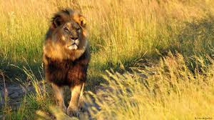 A) 1 crocodile 2 wing 3 sharp 4 elephants 5 dangerous 6 fur 7 wild 8 leopard 9 legs 10 lion в) 11 tortoise 12 goldfish 13 insect it hides in tall grass and hunts big animals like deer for its food. Keeping The King Alive Lion Breeding In Zimbabwe Conservation Dw 13 02 2018
