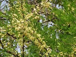Image result for Acacia robusta